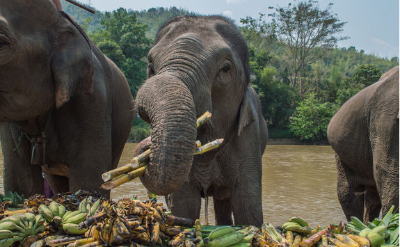 elephant riding in thailand