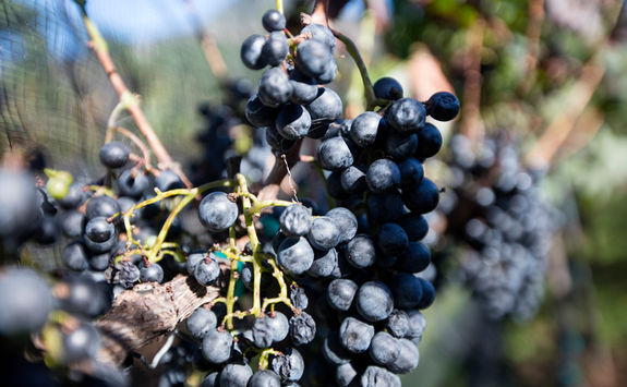 grappe vine