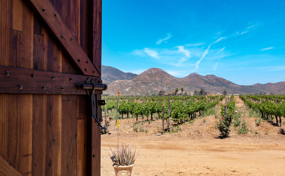 vine view