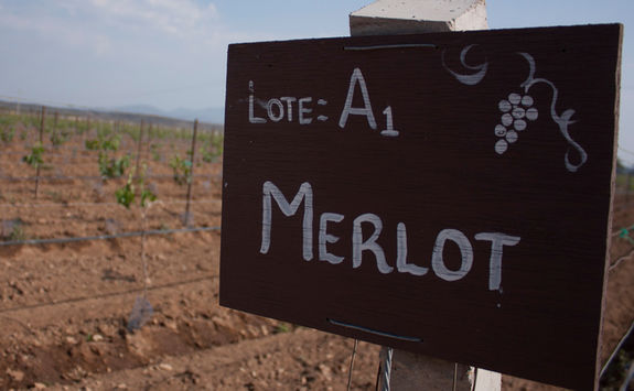 sign vine