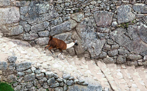Llama Machu Picchu steps