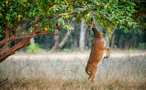 Cheetal deer eating