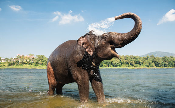 Elephant washing itself