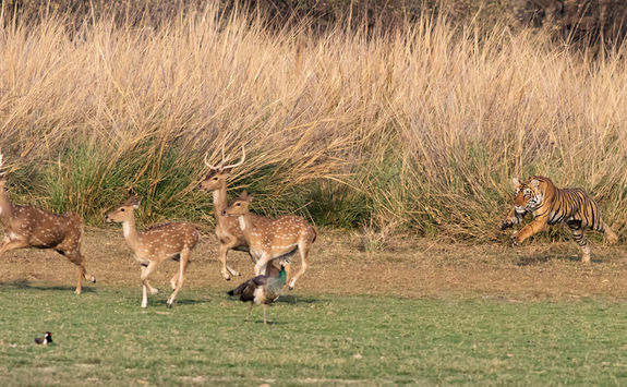 Tiger charging at deer