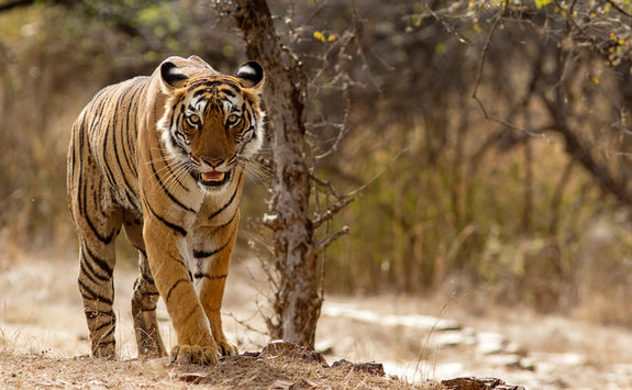 Tiger taking a stroll