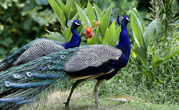 Beautiful male Indian peacocks