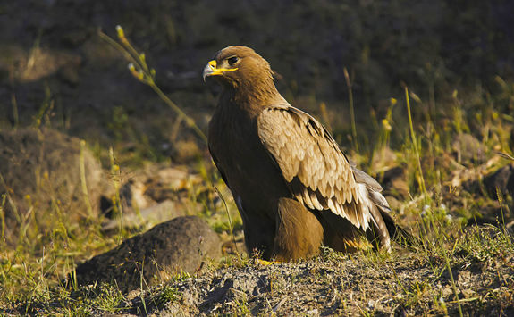 Steppe eagle, India