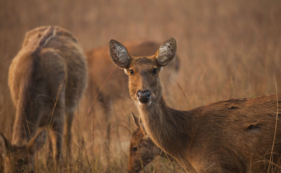 Grazing Swamp deer