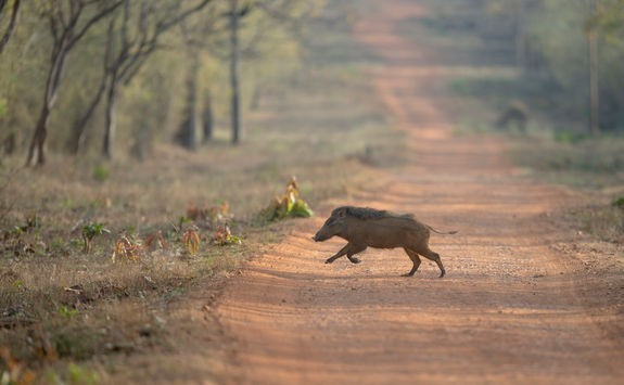 Wild boar crossing the road