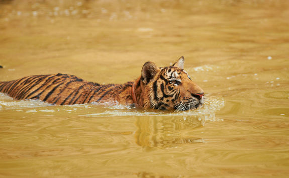 Tiger swimming in a river