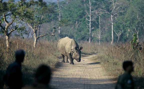 Rhino about to charge