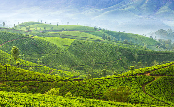 Tea plantation, Darjeeling
