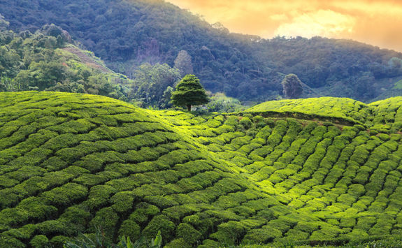 Tea plantation rolling hills at sunset