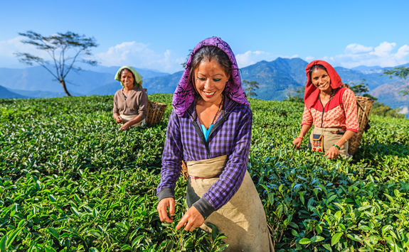 Indian tea pickers, Darjeeling