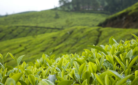 Tea plantation