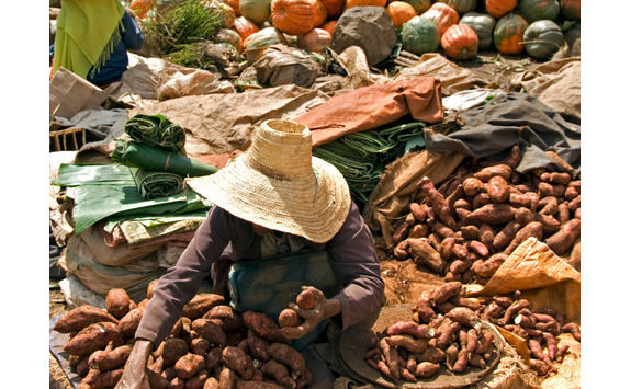selling sweet potato