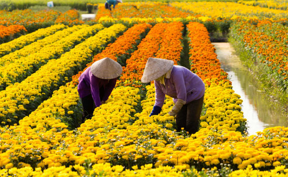 Vietnamese women harvesting flowers in Sa Dec