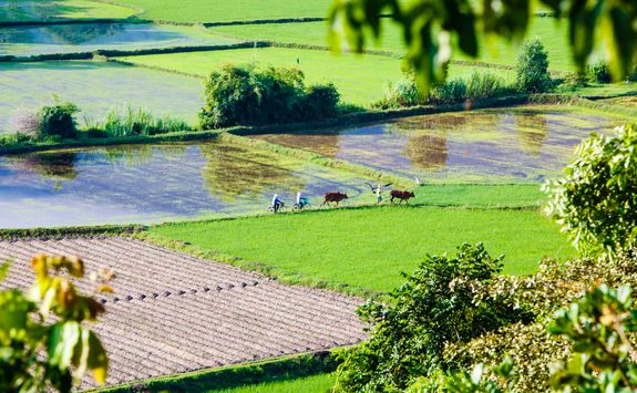 Rice field Chau Doc