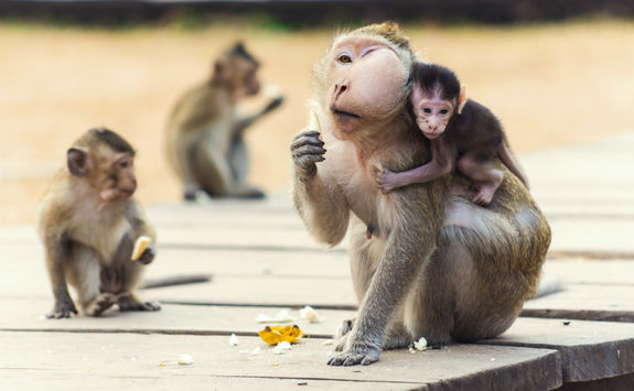 Monkeys at Angkor Wat, Cambodia