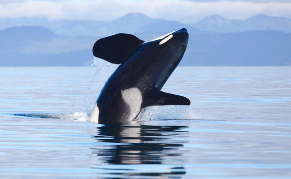 Killer whale leaping out of the water