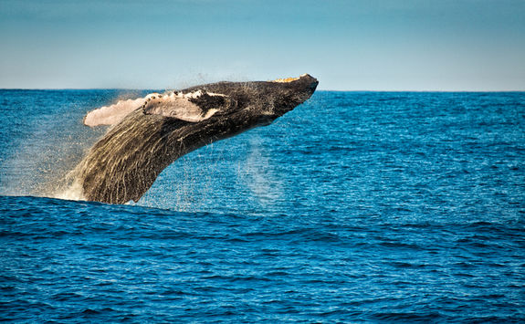 Whale leaping out of the water