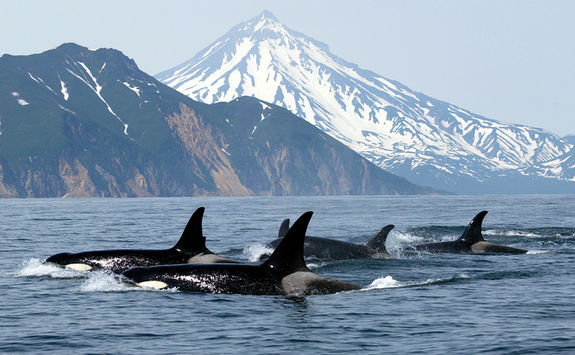 Pod of Orcas