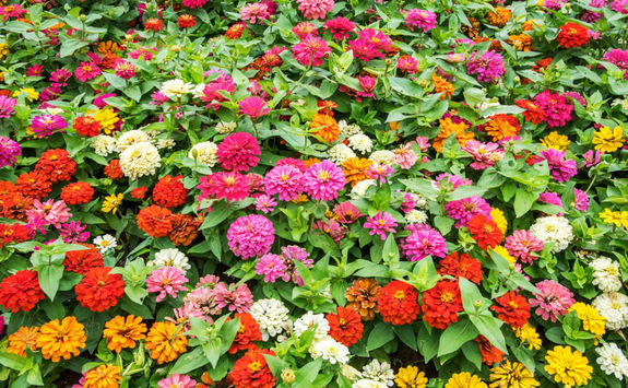 Colourful flowers