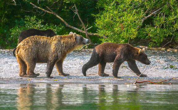 Bear watching canada