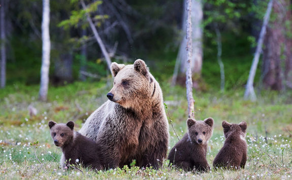Coastal bear watching