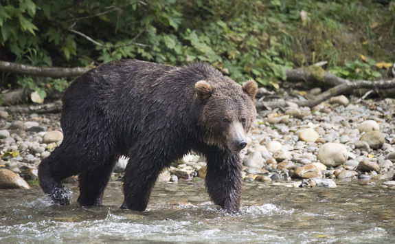 Bear crossing a river