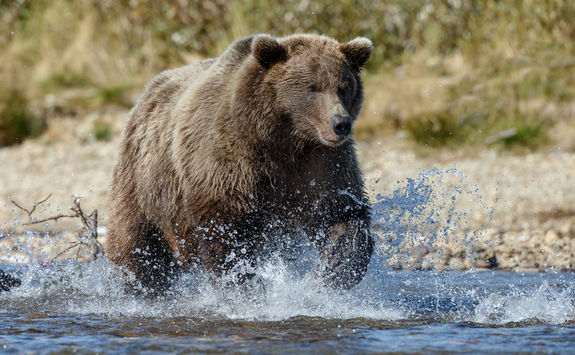 Bear in the river