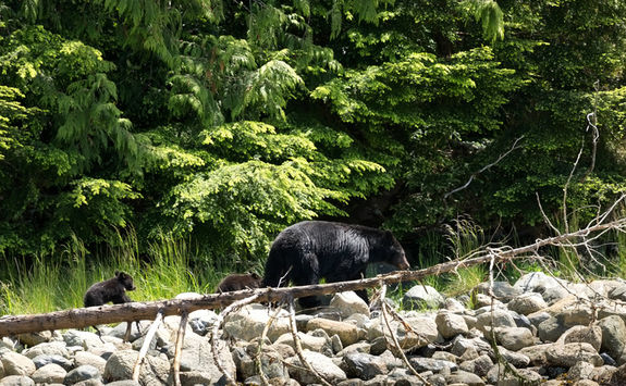 Black Bears in the Pacific Rim National Park Reserve