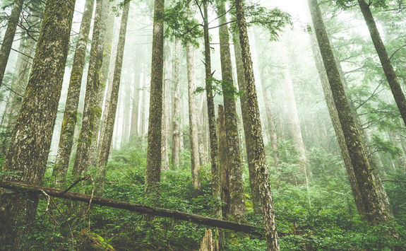 Forest of trees, Pacific Rim National Park Reserve