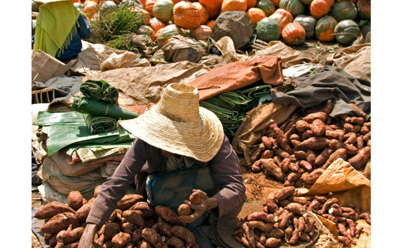 selling sweet potato