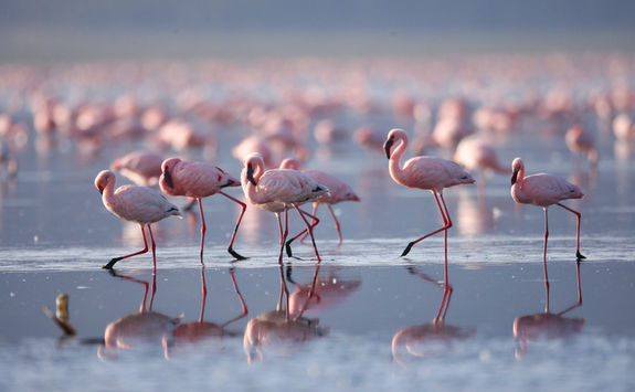 great rift valley flamingos