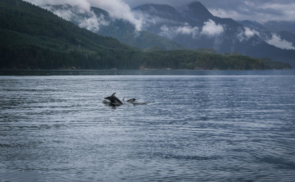 Dolphins in the Pacific ocean