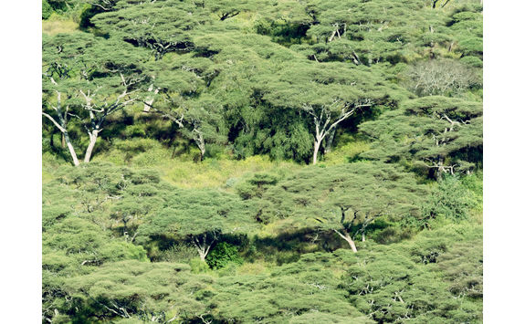 arba minch