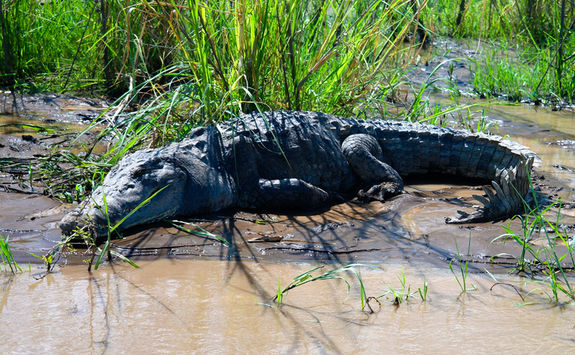 crocodile countryside