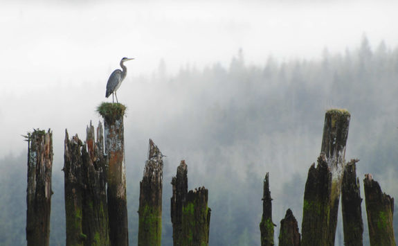 Heron perched on a log