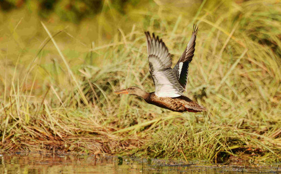 Duck in flight