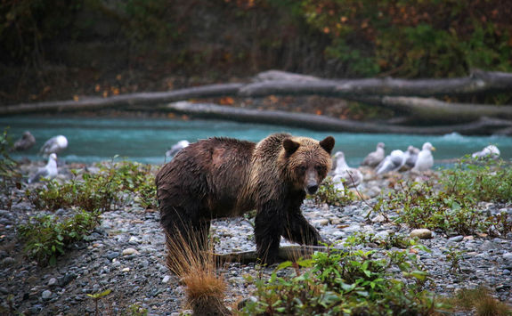 Bear catching a salmon