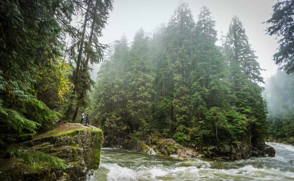 River rushing through trees