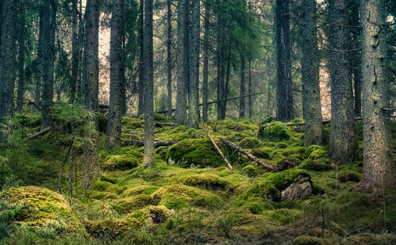 Mossy trees in a forest