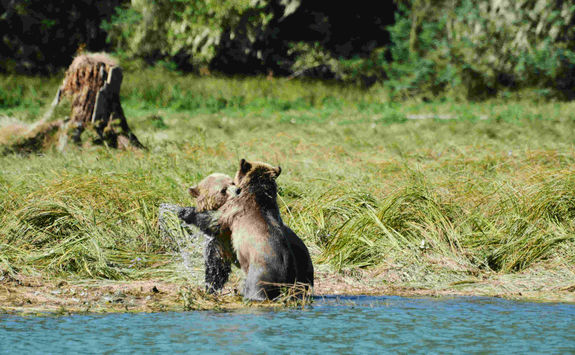 Bear cubs fighting