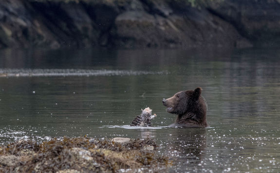 Bear eating salmon in the river