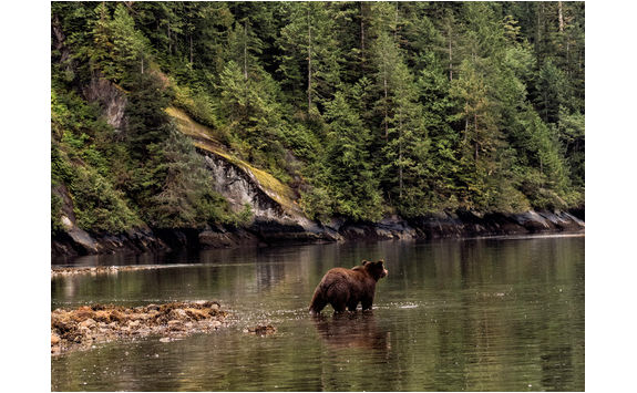 Bear in the river
