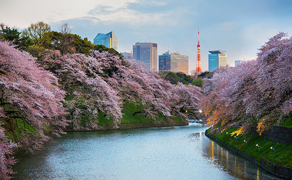 Cherry blossom