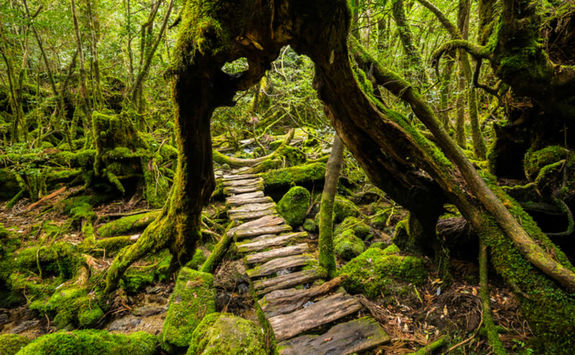Yakushima Forest