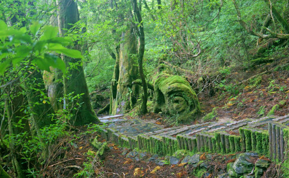 Yakushima National Park