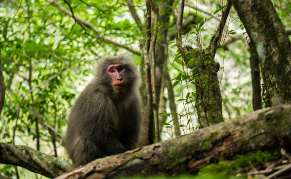 Monkey